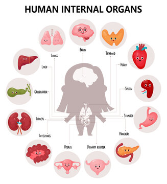Cute infographics anatomy human body. Visual scheme internal female organs with cartoon characters, their names and locations. Vector illustration. Educational medical poster in cartoon style.