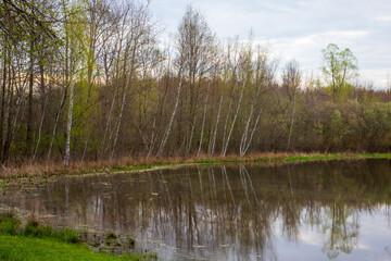 Fototapeta na wymiar Birch trees line pond shoreline.