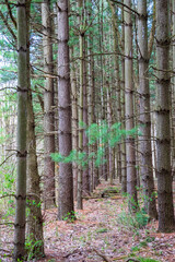 footpath in the pine tree forest