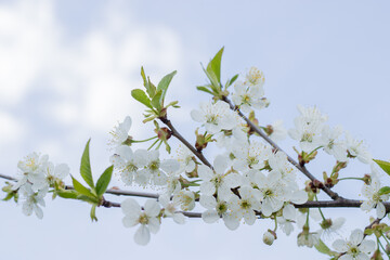 Spring background of flowers. Beautiful spring flowering trees and sunny. Sunny day. Spring flowers. Spring. Flowering fruits. Flowering tree. Cover Photo.