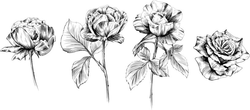 Rose flowers isolated on white. Hand drawn vintage illustration.