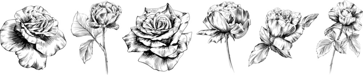 Rose flowers and leaves. Isolated hand drawn set.