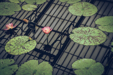 Lilypads floating in a pool with the glass house roof reflected in the water