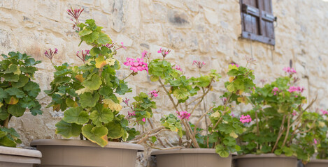 flowering flowers in the flowerbed. spring flowers. spring.