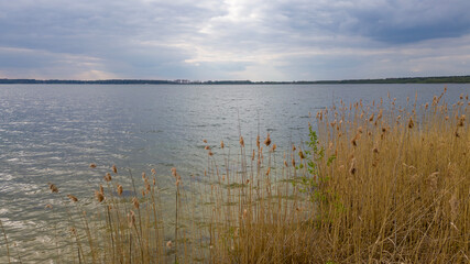 Reed on the lake and clouds in the sky
