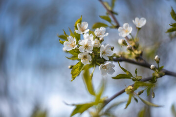 Blooming sweet cherry (Prunus Avium) at spring