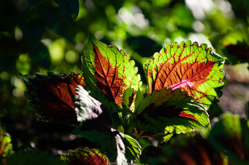 butterfly on a flower