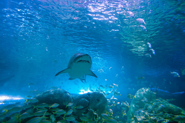shark underwater