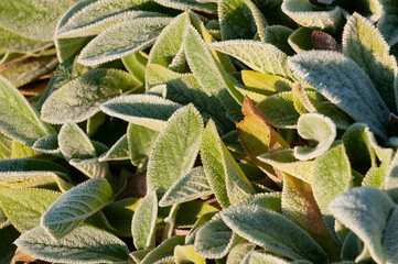 close up of a cactus