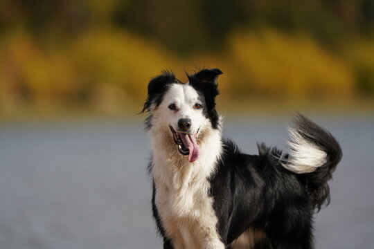 Border Collie con la lengua afuera