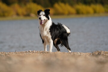 perro border collie parado en pradera argentina	
