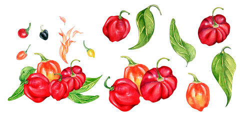 Set of habanero hot pepper watercolor illustration isolated on white background.