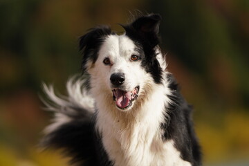perro border collie soniente