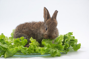 Rabbits and organic food. Farm products and animal husbandry.