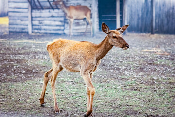 deer outdoors in the park background