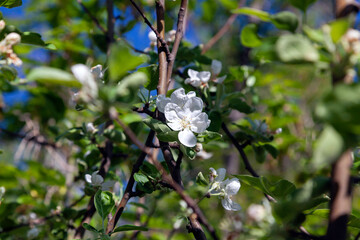 Branches of a blooming apple tree on a bright sunny spring day. Selective focus.