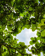 green leaves and sun