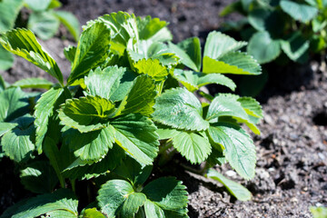 Strawberry plants and seedlings on the soil. Concept Gardening and agriculture. plant close-up.