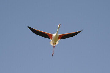 Flamingo Road