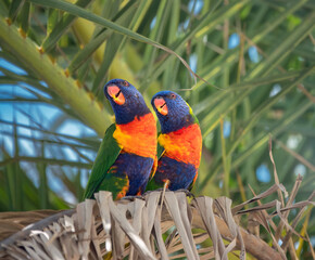 Rainbow lorikeet (Trichoglossus moluccanus) perched on a palm tree, Gold Coast, Queensland, Australia