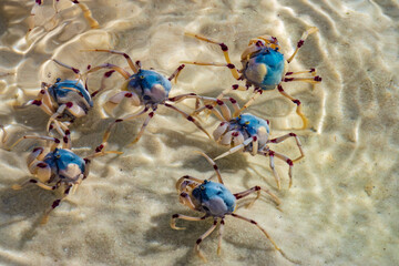 Light-blue soldier crabs (Mictyris longicarpus), Whitehaven Beach, Whitsunday Islands, off the central coast of Queensland, Australia.