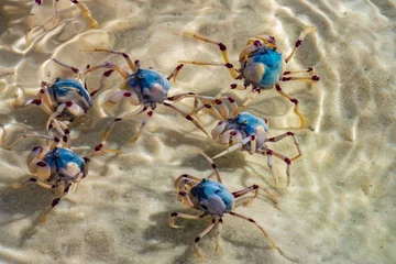 Badkamer foto achterwand Whitehaven Beach, Whitsundays Eiland, Australië Light-blue soldier crabs (Mictyris longicarpus), Whitehaven Beach, Whitsunday Islands, off the central coast of Queensland, Australia.