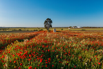 salento - campo di papaveri in primavera - lizzano, taranto, , puglia, italy