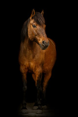 Elegant portrait of a bay brown huzule pony on dark background. Black shot
