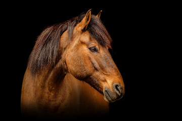 Fototapeta na wymiar Elegant portrait of a bay brown huzule pony on dark background. Black shot