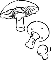 mushrooms varieties illustration