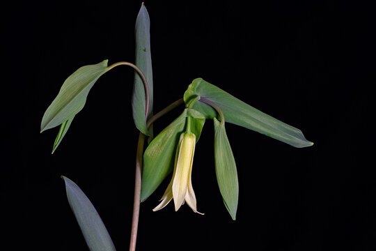 Isolated Bellwort or Merrybell flower. The Bellwort is a perennial forb native to the eastern United States and Canada, which produces pale yellow flowers in spring. 