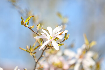 Tree branch with blooming Magnolia flower on spring day, closeup