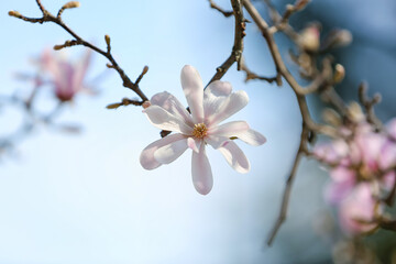 Tree branch with blooming Magnolia flower on spring day, closeup