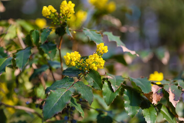 Shrub with blooming yellow flowers on spring day, closeup