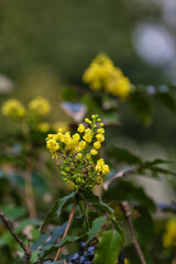 Shrub with blooming yellow flowers on spring day, closeup