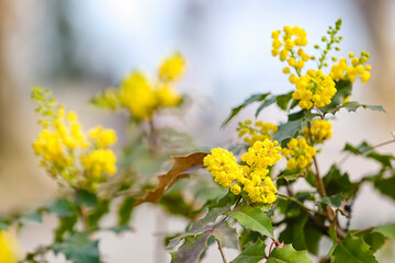 Shrub with blooming yellow flowers on spring day, closeup