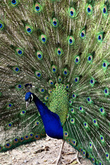 Fototapeta premium Primer plano de pavo real 