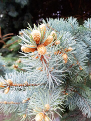 blue spruce tree with cones on the branches.
