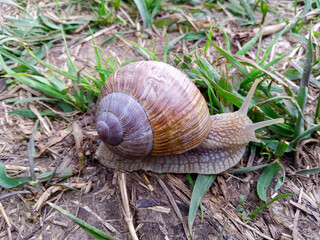 A snail on the ground in field