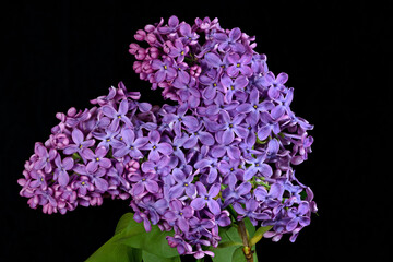 Purple Lilac flowers. Lilacs are native to woodland and scrub from southeastern Europe to eastern Asia, and widely and commonly cultivated in temperate areas elsewhere.