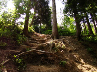 Pokręcone korzenie