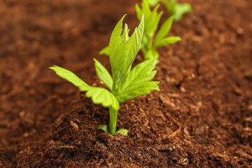 Green seedlings growing in garden outdoors