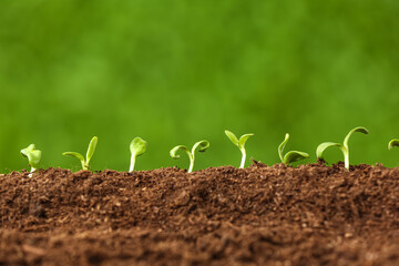 Green seedlings growing in garden