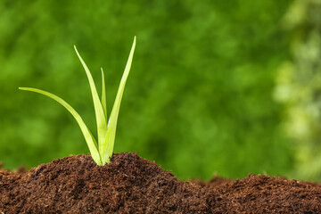 Green seedling growing in garden