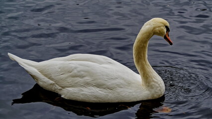 White Swan in a black pond. Palaces and parks of the Leningrad region. Gatchina.