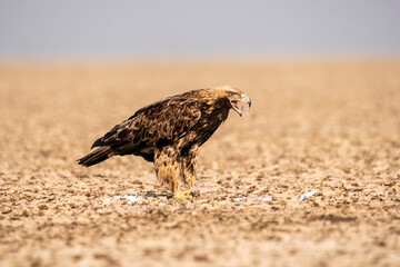 An Imperial Eagle finishing off an egret kill on the ground inside Wildass Sanctuary in an area known as Lesser rann of kutch during visit to the sanctuary