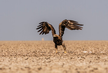 An Imperial Eagle finishing off an egret kill on the ground inside Wildass Sanctuary in an area known as Lesser rann of kutch during visit to the sanctuary
