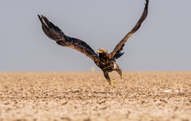 An Imperial Eagle finishing off an egret kill on the ground inside Wildass Sanctuary in an area known as Lesser rann of kutch during visit to the sanctuary