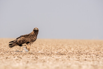 An Imperial Eagle finishing off an egret kill on the ground inside Wildass Sanctuary in an area known as Lesser rann of kutch during visit to the sanctuary