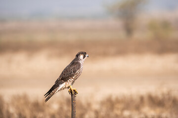 A peregrine falcon perched on a small stone inside Wildass sanctuary in little rann of kutch in Gujarat during a safari inside the sanctuary